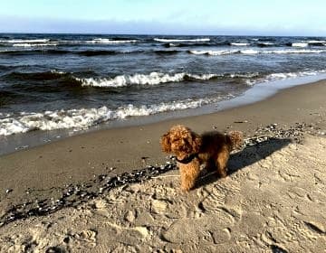 Apartamenty blisko plaży na Wyspie Sobieszewskiej 
