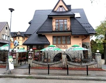 Brzoza w centrum Zakopanego