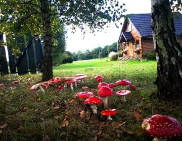 Domek na Kamieńcu