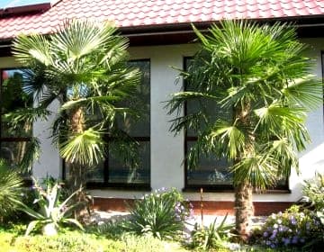 Pokoje Gościnne Pod Palmami