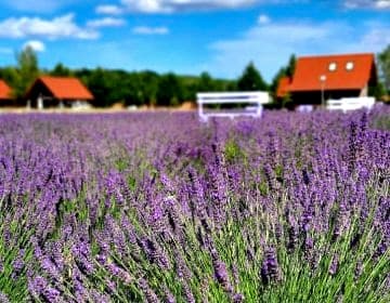 Lawendowy Zakątek Machowino- Domek Grosso