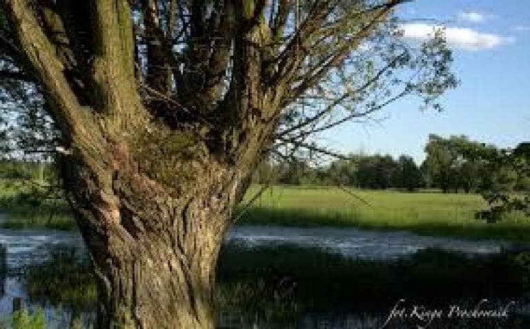 Wołomin - Wola Rasztowska