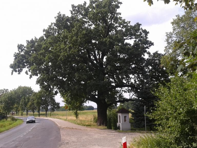 Trójkąt Rawicz - Wąsosz - Góra