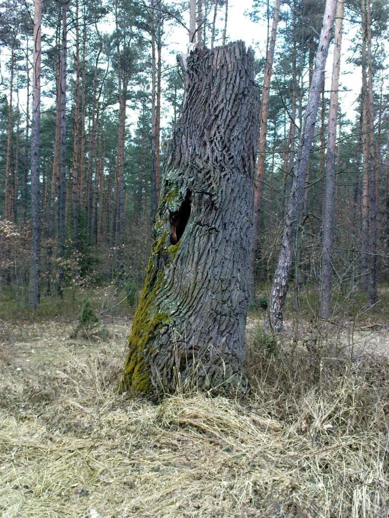 Piotrków-Konewka-Piotrków