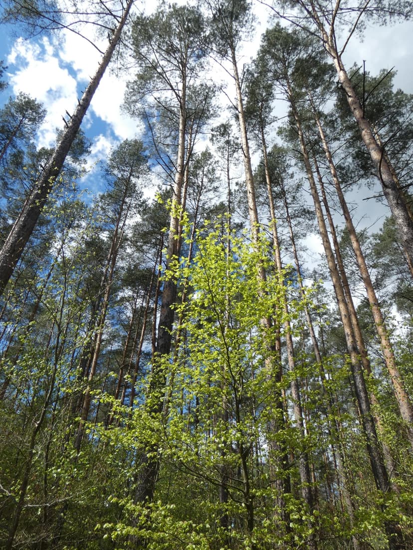 Eksperymentalna