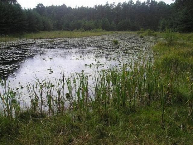 Bory Tucholskie