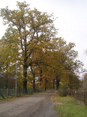Zielona - Brynek