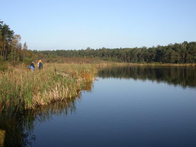 Błochownia - Cisie - Puszczew