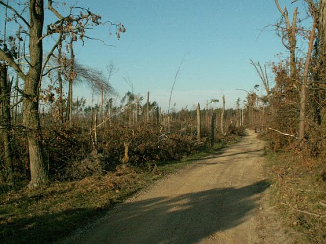 Olszyna - Piłka
