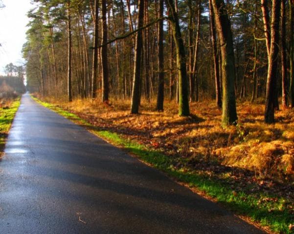 Niepołomice - Puszcza Niepołomicka