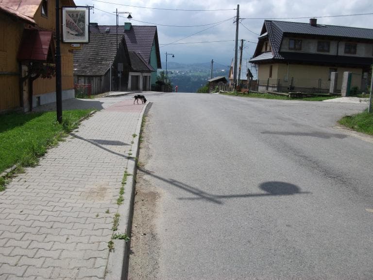 Osturnia długa pętla