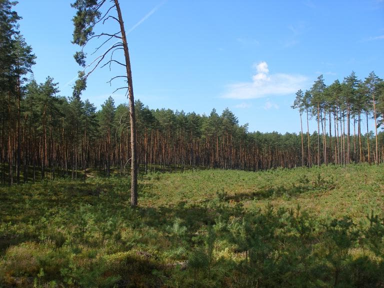 SZLAK BOBROWY TRAKT (Czerwony)