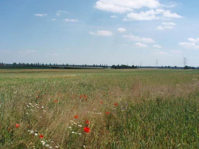 Łowkowice - Nowy Młyn - las - Łowkowice