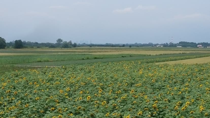 Pachnąca 81
