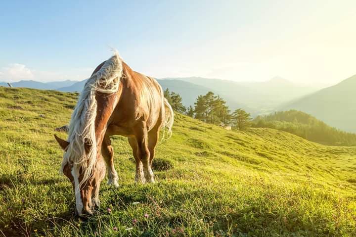 Hubertus Rancho Panderoza
