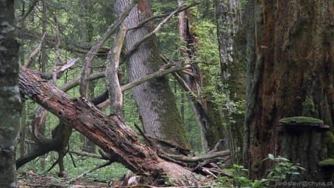 Białowieski Rezerwat Biosfery