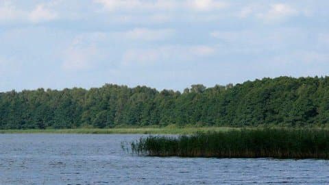 Brajniki