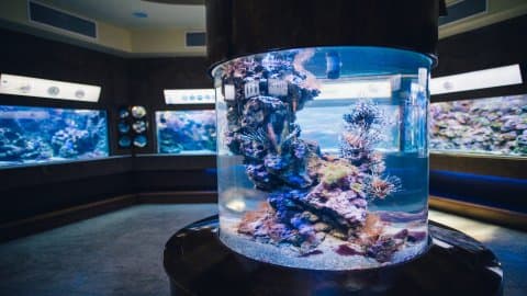 Oceanarium