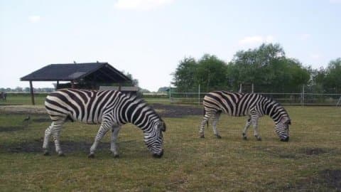 Zoo Safari