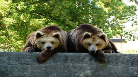 Zoo
