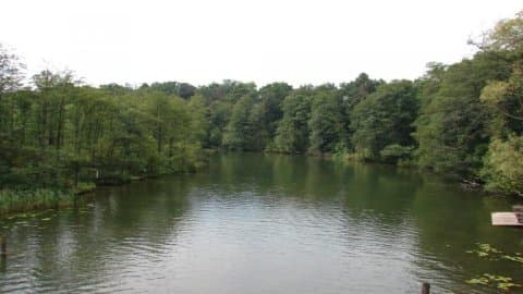 Klonowica