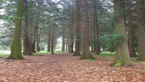 Arboretum SGGW