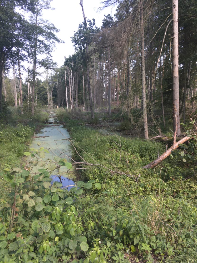 Snopki - Wiartel - Wejsuny - Niedźwiedzi róg