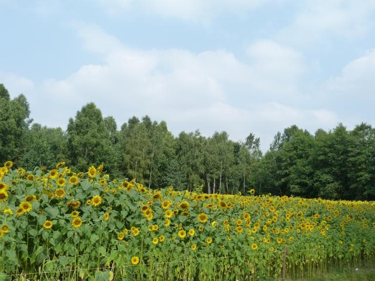 WU- Łowcza- Serniawy- Sawin- WU