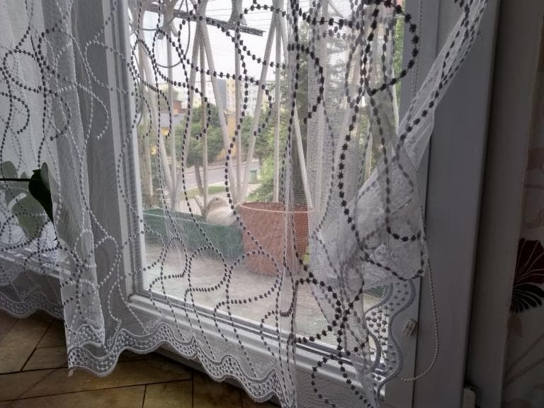 Ziębice-Dębowiec-Kalinowice-Nowy dwór-