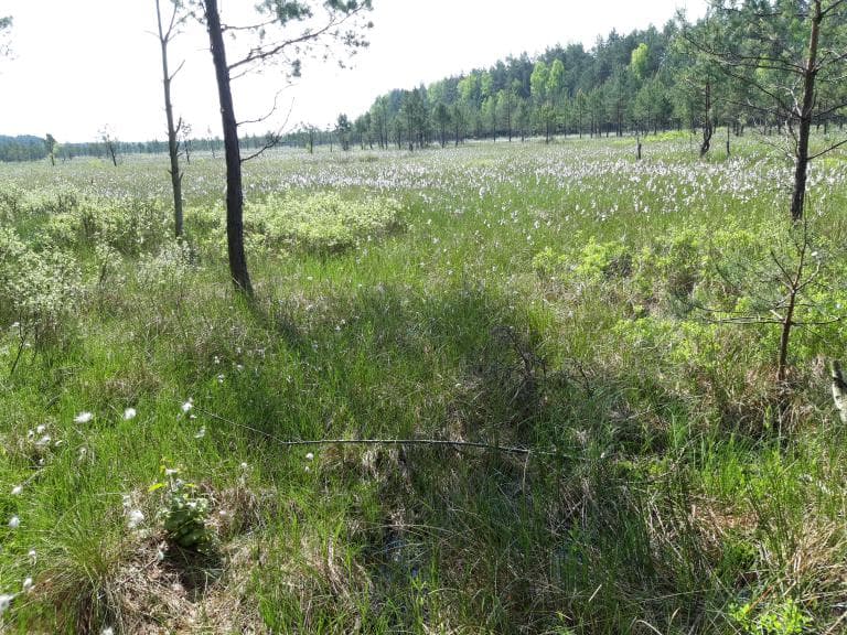 Niwy Daleszyckie-Widełki-Niwy Daleszycki