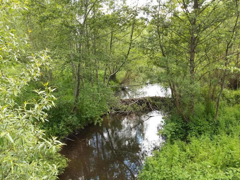 Bieliny-Makoszyn-Bieliny
