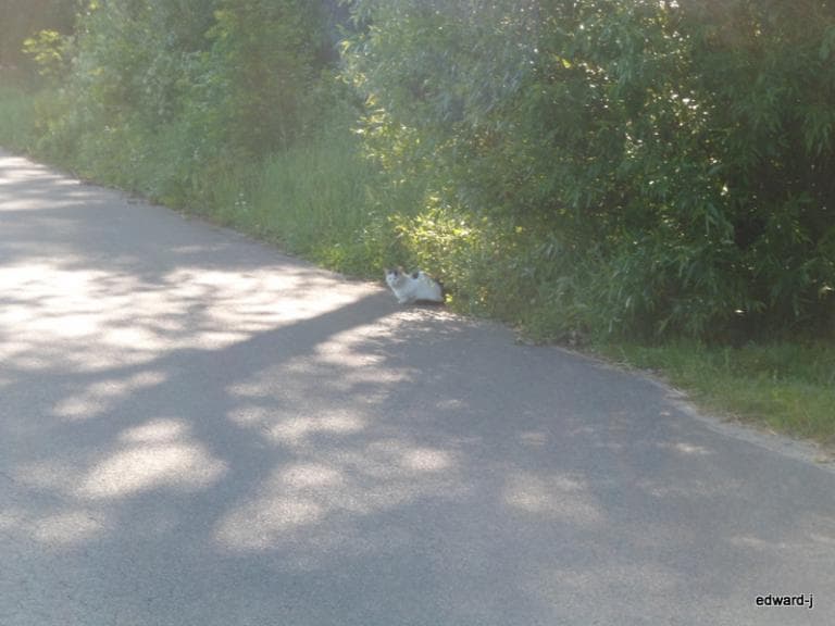RADACHÓWKA przez Dłużew i Grzebowilk