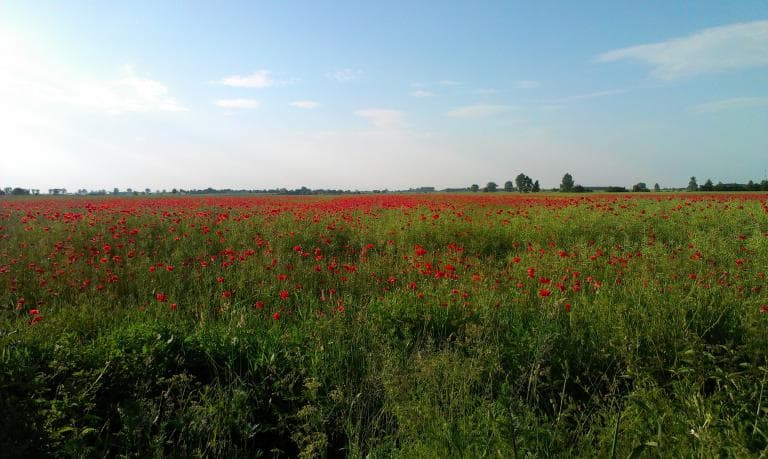 Pobiedziska-Imielno-Lednogóra-Pobiedzisk
