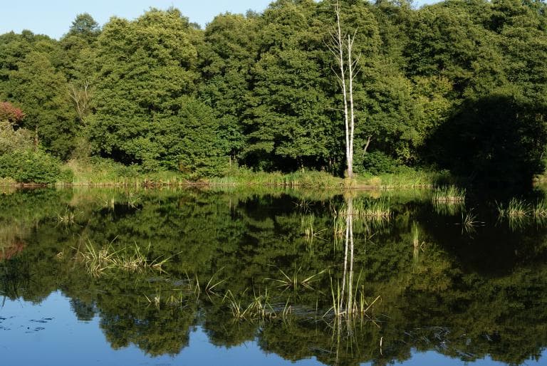 Pabianice Barycz