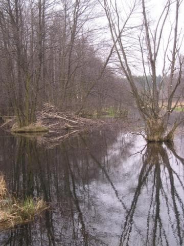 Myszków - Kostkowice