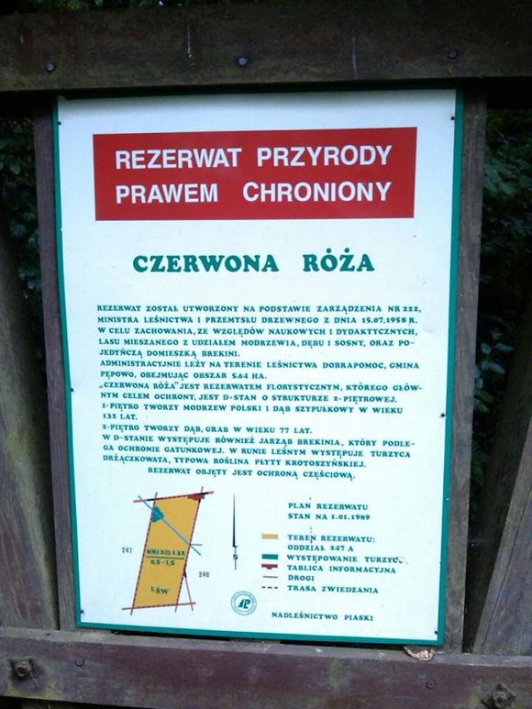 Po lesie za Rębowem