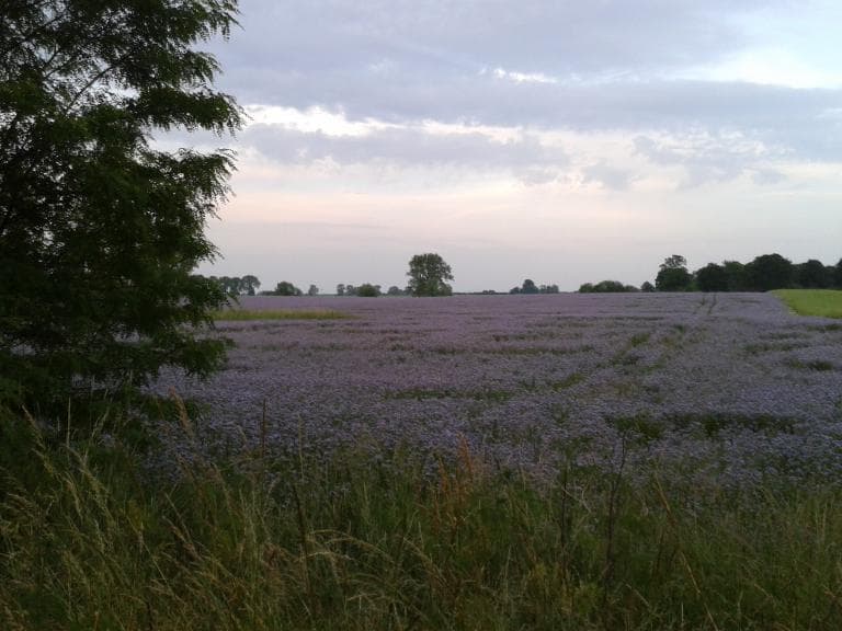 Krąpiel - Marianowo - Krąpiel