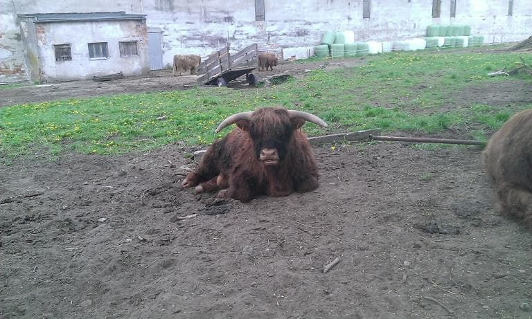 A miał być pierscień gryfitów