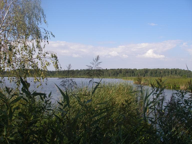 Trasa rowerowa w Lasach Parczewskich