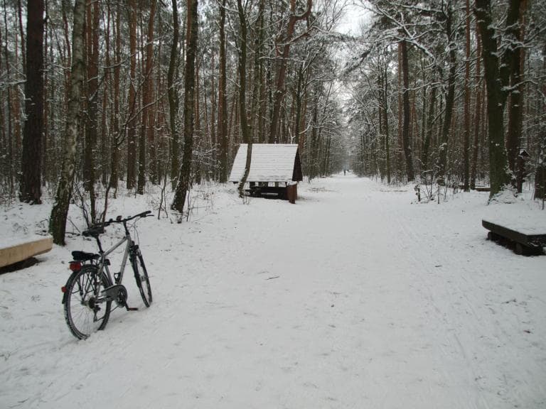 Warszawa, Las Króla Sobieskiego