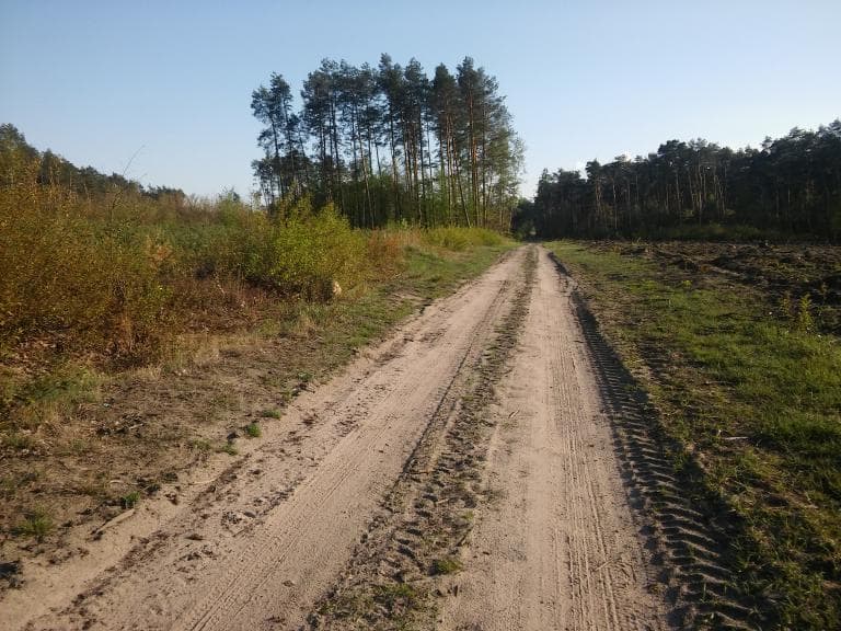 Przez lasy pod Tomaszowem