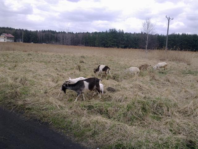 Świerklaniec - Tarnowskie Góry - Tworóg
