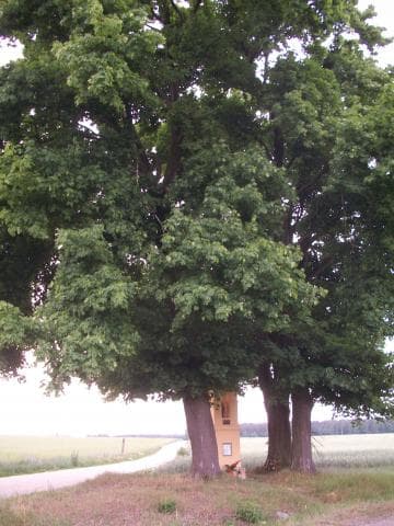Sieradz - Bogumiłów - Kłocko