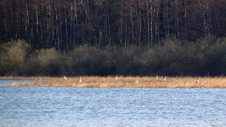 Skoki - Gołańcz