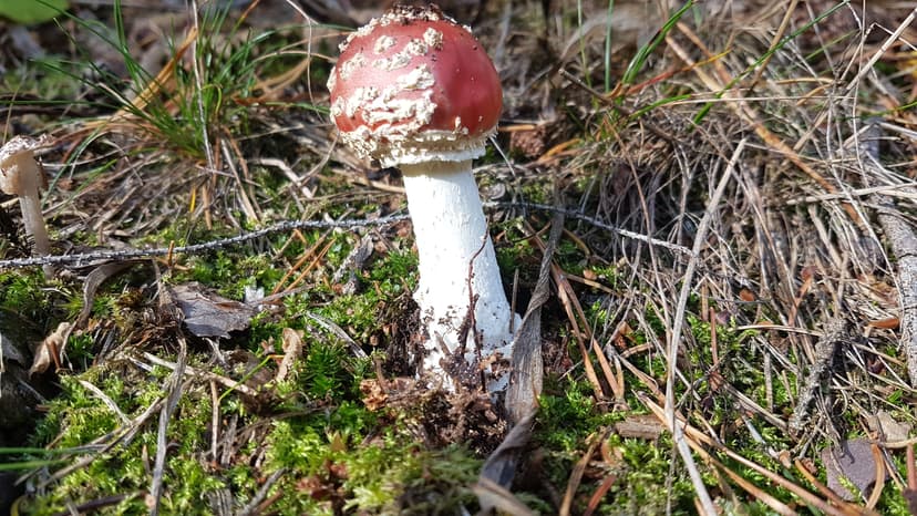KROGULEC. 12.10.2017 11:04