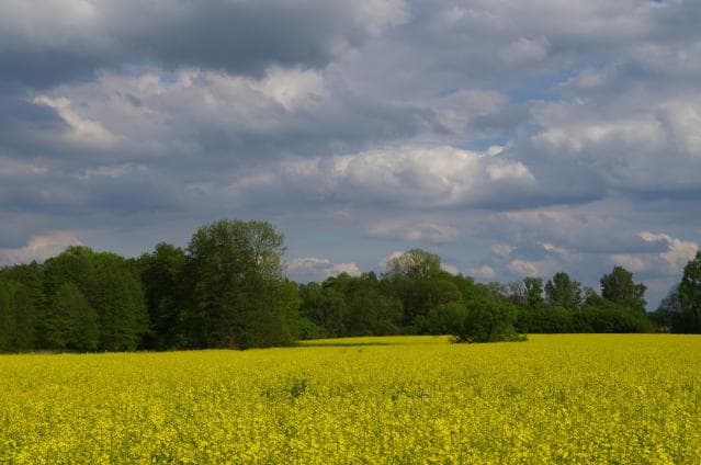 Szczytniki, gmina Kórnik - Poznań, Głuszyna, Sypniewo