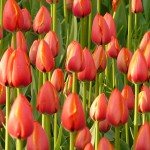 tulipany 150x150 - Jak zaplanować udany urlop nad morzem?