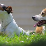 dog 614904 960 720 150x150 - Orange Warsaw Festival 2016