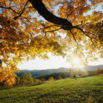 800px Autumn Leaves 150x150 - II ZLOT MERCEDESOWICZÓW