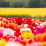Romantyczna majówka we dwoje 150x150 - Ile kalorii można spalić na rowerze? Jazda na rowerze a kalorie